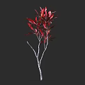 Elegant Red Leaf Shrub With Vibrant Foliage And Distinctive White Trunk