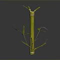 Fresh Green Bamboo Plant With Stalk Branches And Leaves Isolated On Dark Background