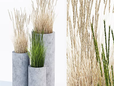 Bonsai Potted Plants in Concrete Pots with Green and Dried Grasses of Various Heights 3d model