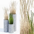 Bonsai Potted Plants in Concrete Pots with Green and Dried Grasses of Various Heights