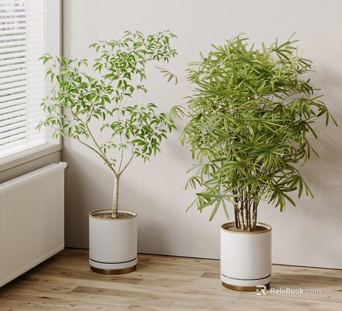 Indoor Bonsai Potted Plants With White Gold Rim Pots By Window Side Green Decor 3d model 