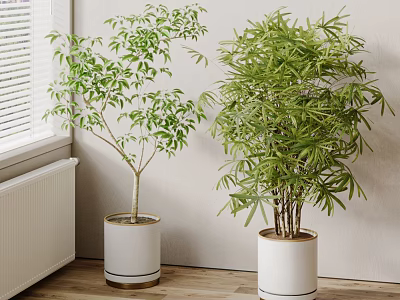 Indoor Bonsai Potted Plants With White Gold Rim Pots By Window Side Green Decor 3d model