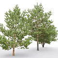 Multiple Arbor Trees With Lush Green Foliage And Sturdy Trunks 3d model