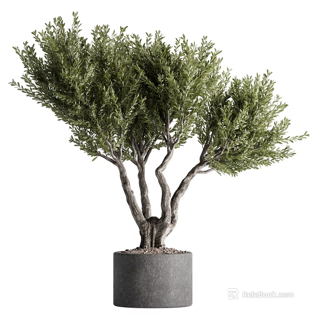 Lush Green Bonsai Plant With Multiple Twisted Trunks In Gray Cylindrical Pot For Indoor Decor 3d model 