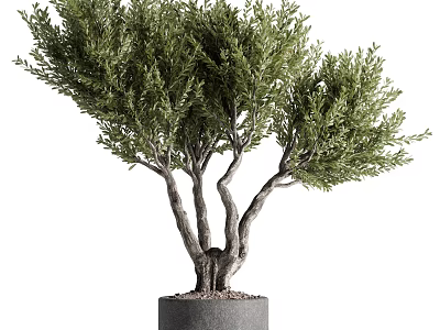 Lush Green Bonsai Plant With Multiple Twisted Trunks In Gray Cylindrical Pot For Indoor Decor 3d model