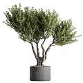 Lush Green Bonsai Plant With Multiple Twisted Trunks In Gray Cylindrical Pot For Indoor Decor