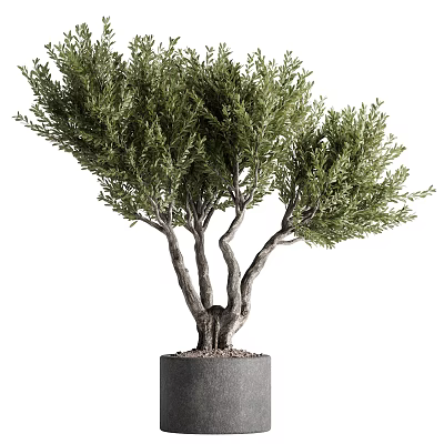 Lush Green Bonsai Plant With Multiple Twisted Trunks In Gray Cylindrical Pot For Indoor Decor 3d model