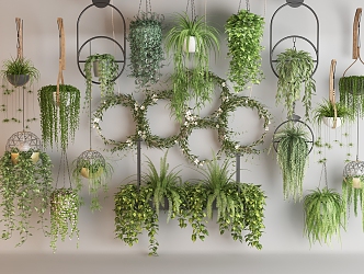 hanging vine plant combination hanging basket plant fishing plant wall hanging plant hanging plant wreath 3d model