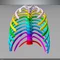 Colorful Human Rib Cage 3D Model Displaying Anatomical Skeletal Organ Structure Details