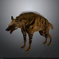 Striped Hyena With Open Mouth Standing On Gray Background With Ground Reflection