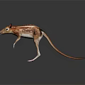 Aardvark with Brown and White Stripes Long Snout Big Ears and Slender Legs