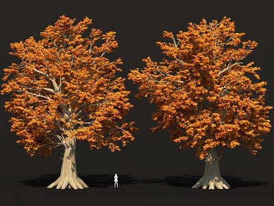 Two Large Trees With Orange Leaves Thick Trunks And Visible Roots In Natural Scene 3d model