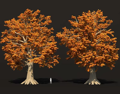 Two Large Trees With Orange Leaves Thick Trunks And Visible Roots In Natural Scene 3d model