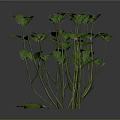 Green Plant 3D Models with Various Stems Leaves and Scattered Foliage
