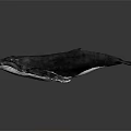 Realistic Gray Whale With Detailed Body Structure Fins And Tail In Water