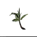 Tall Palm Tree With Green Fronds And Curved Trunk On Dark Background
