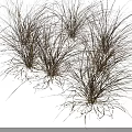 Golden Brown Ornamental Grasses With Slender Leaves For Garden Landscape Decoration