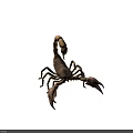 Scorpion With Large Pincers Curved Tail Segmented Tan Body In Natural Stance