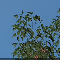 Tall Arbor With Lush Green Leaves And Vibrant Red Fruits Against Clear Blue Sky