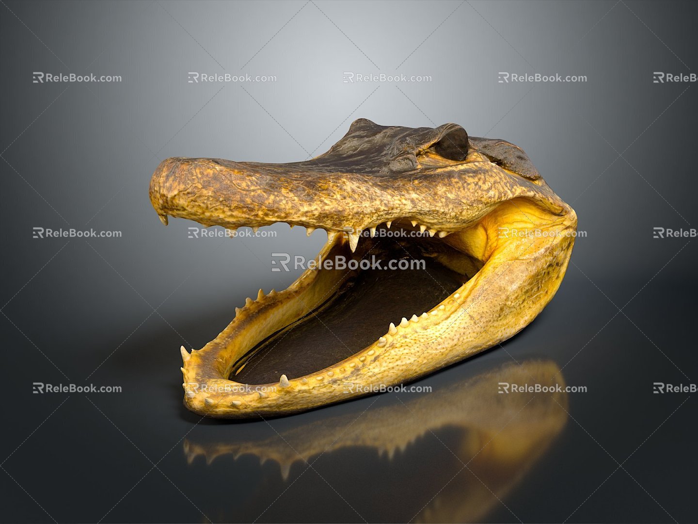 Crocodile Alligator Nile Crocodile carnivore reptile cold-blooded animal reptile reptile 3d model