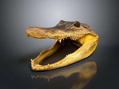 Reptile Crocodile Head With Open Mouth Sharp Teeth Close Up View 3d model