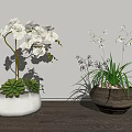 Bonsai Potted Plants with White Orchids Succulents and Slender Green Leaves in Clay Pots