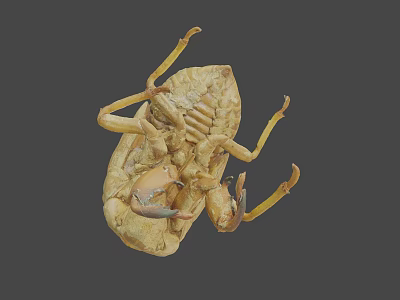 Close Up View Of Natural Cicada Exuviae With Detailed Shell Structure 3d model