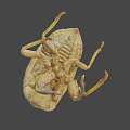 Close Up View Of Natural Cicada Exuviae With Detailed Shell Structure