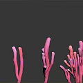 Vibrant Pink Coral Like Branching Plants With Various Shapes And Structures