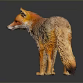 Red Fox Standing with Fluffy Fur on Dark Background Showing Reflection 3d model