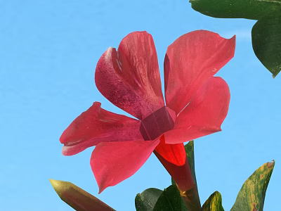 Vibrant Red Tropical Flower Bloom With Blue Sky And Green Leaves 3d model