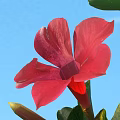 Vibrant Red Tropical Flower Bloom With Blue Sky And Green Leaves