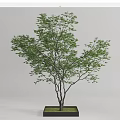 Potted Arbor Tree with Green Leaves and Elegant Branches in Black Planter