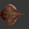 Brown And Red Colored Marine Ray With Long Tail On Dark Background 3d model