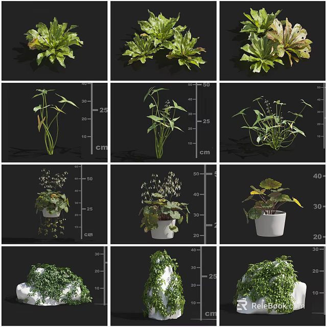 Various Indoor Potted Houseplants With Leafy Shapes And White Pots For Decoration 3d model 