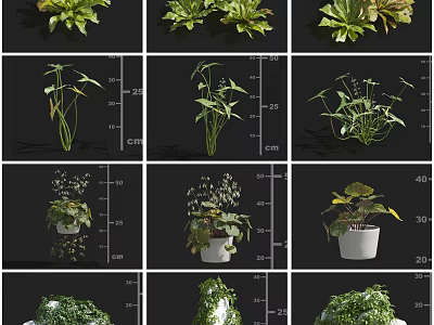 Various Indoor Potted Houseplants With Leafy Shapes And White Pots For Decoration 3d model