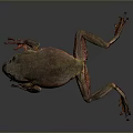 Frog Poison Frog Game Frog Reptile Cold Blooded Animal Reptile 3d model