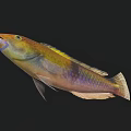 Vibrant Colorful Aquatic Fish With Yellow Green Blue Purple Body Fins And Tail