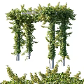 Green Vine Covered Garden Pergola With Arch Structure And Lush Foliage