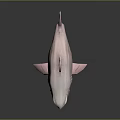 Pink Shark 3D Model With Open Mouth And Realistic Details
