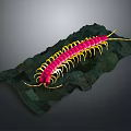 Detailed Pink Centipede With Yellow Legs On Green Rocks Surface