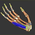 Human Hand Bones 3D Anatomical Model With Blue Green Muscles And Ligaments