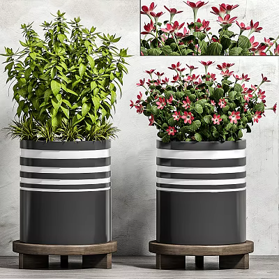 Nordic Potted Indoor Bonsai 3d model Nordic Potted Indoor Bonsai 3d model