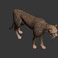 Cheetah With Spotted Fur Standing In Side Profile Against Dark Background 3d model