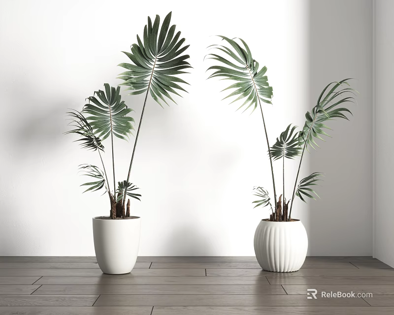 Tropical Potted Plants with Large Green Palm Leaves in White Planters on Wooden Floor 3d model 