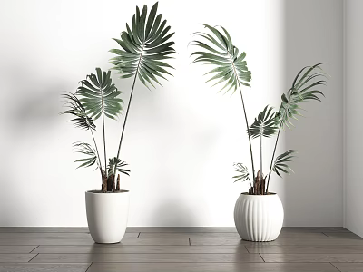Tropical Potted Plants with Large Green Palm Leaves in White Planters on Wooden Floor 3d model