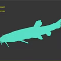 Long Bodied Fish With Whiskers And Brown Orange Coloration On Gray Gradient Background