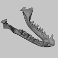 Animal Jawbone Skeleton With Sharp Teeth And Bone Structure Details