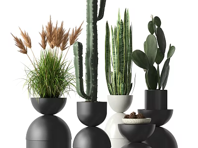 Stylish Potted Plants With Cactus Succulents And Grass In Black White Round Bowls 3d model