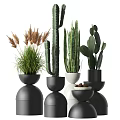 Stylish Potted Plants With Cactus Succulents And Grass In Black White Round Bowls